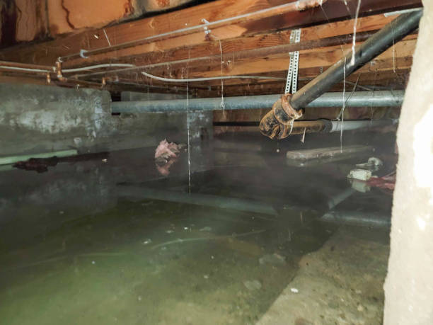 Best Water damage contractors near me  in Joppatowne, MD